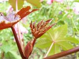 Ricinus communis