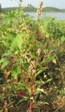 Persicaria × lenticularis. Цветущее растение. Крым, Симферополь, западный берег Симферопольского водохранилища. 2 августа 2012 г.