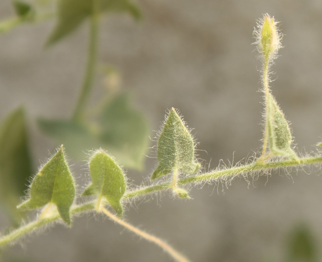 Image of Kickxia caucasica specimen.