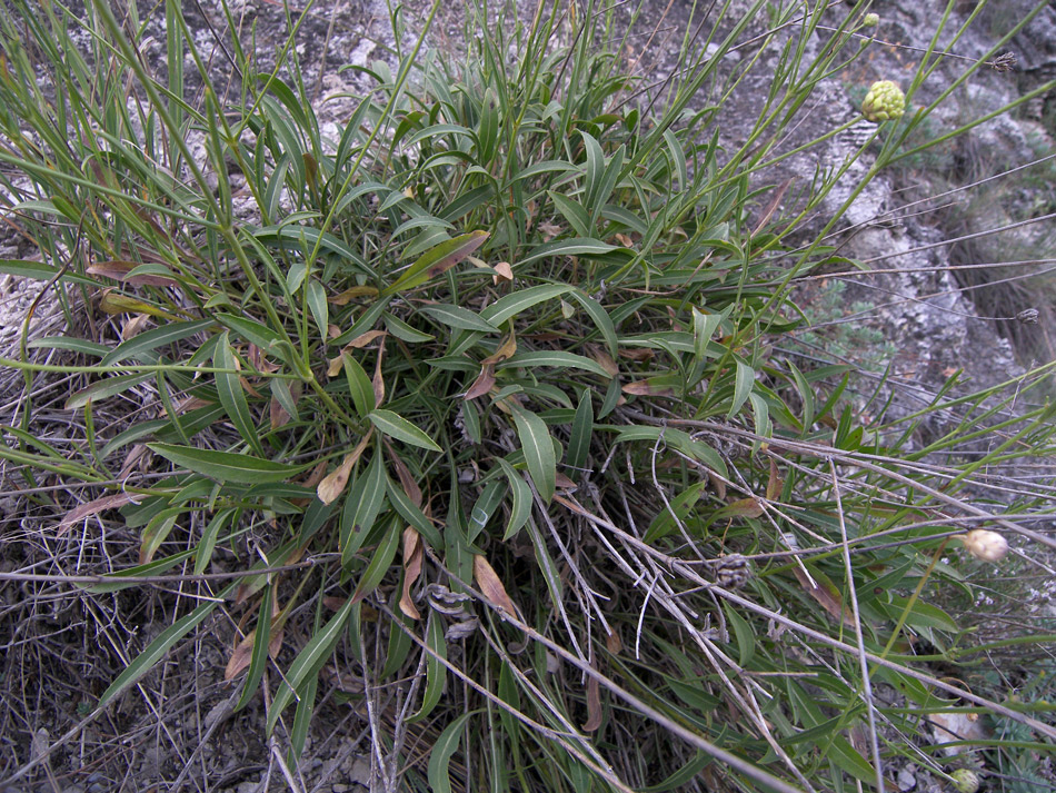 Изображение особи Cephalaria coriacea.
