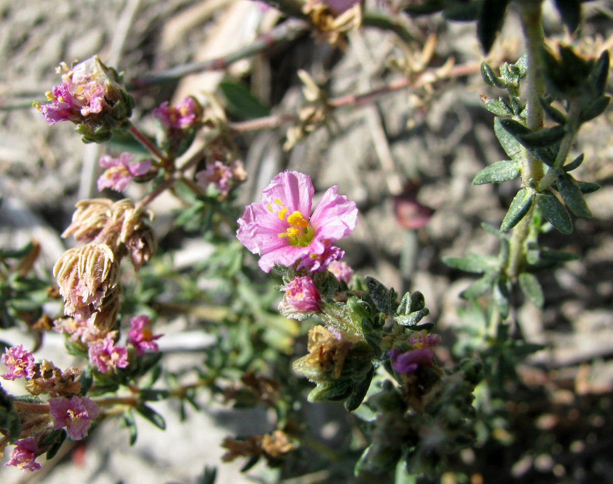 Image of Frankenia hirsuta specimen.