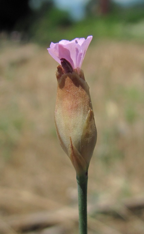 Изображение особи Petrorhagia prolifera.