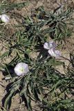 Convolvulus lineatus. Цветущее растение. Южный Казахстан, нижний Боролдай, 2 км выше пос. Коктюбе. 02.06.2012.