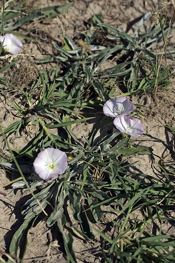 Изображение особи Convolvulus lineatus.