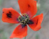 Papaver lecoqii