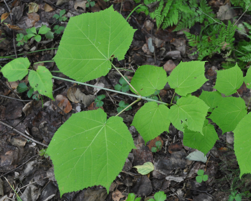 Image of Acer tegmentosum specimen.