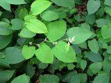 Reynoutria × bohemica. Побег с соцветиями. Венгрия, Хевеш, г. Эгер,«Долина красивых женщин». 11.09.2012.