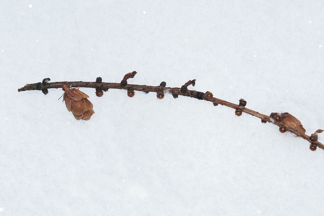 Image of Larix laricina specimen.