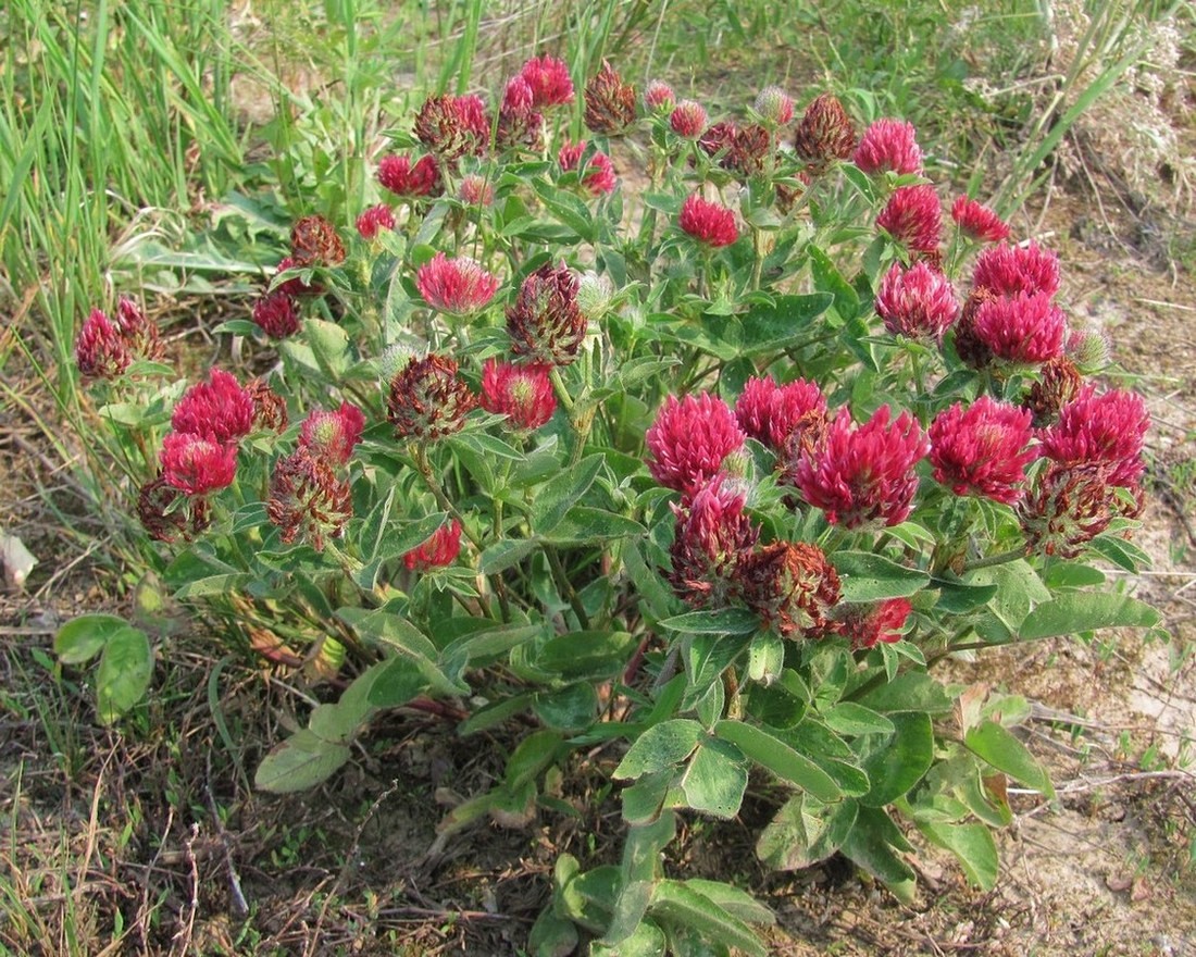 Image of Trifolium pratense specimen.