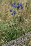 Echinops tataricus