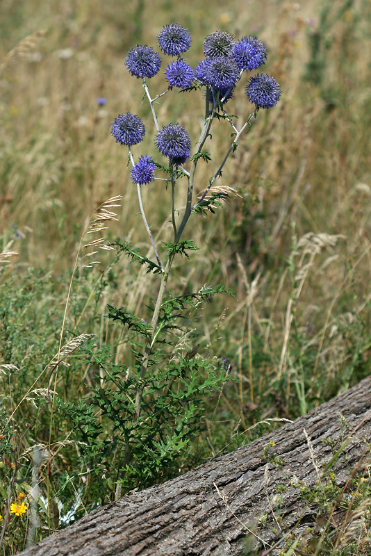 Изображение особи Echinops tataricus.