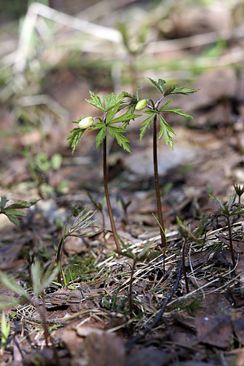 Изображение особи Anemone nemorosa.