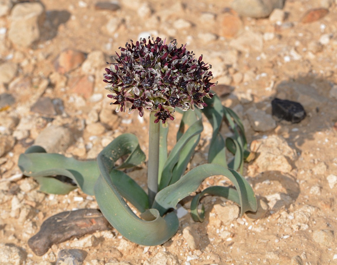 Image of Allium rothii specimen.