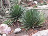 Agave victoriae-reginae. Вегетирующие растения. Украина, г. Запорожье, Запорожский детский ботанический сад. 14.02.2009.