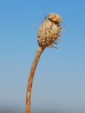 Papaver pavoninum