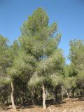 Pinus halepensis. Дерево в лесопосадке. Израиль, Северный Негев, лес Лаав. 19.01.2013.
