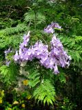 Jacaranda mimosifolia. Ветка с соцветием. Франция, Приморские Альпы, г. Сен-Жан-Кап-Ферра, вилла Эфрусси-де-Ротшильд, парк у Храма любви. 20.06.2012.