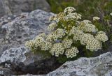 Spiraea trilobata