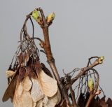 Acer ginnala. Часть веточки с раскрывающимися почками и прошлогодним соплодием. Германия, г. Кемпен, в лесопосадке. 22.03.2013.