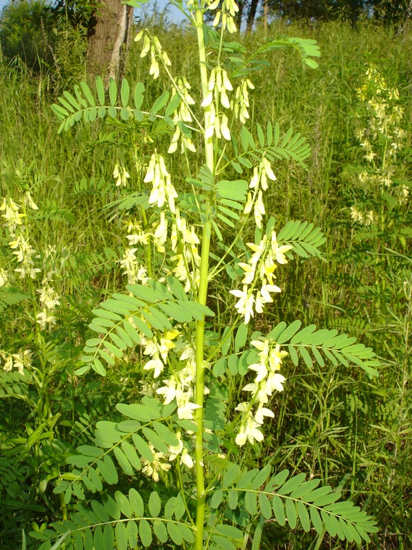Image of Astragalus chinensis specimen.