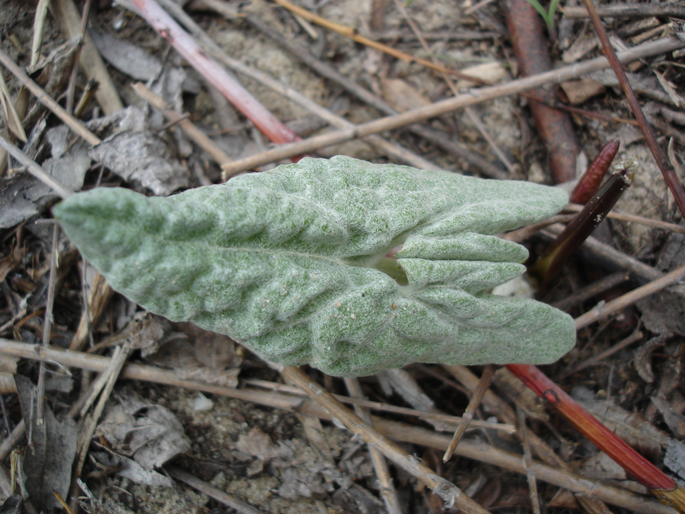 Изображение особи Petasites spurius.