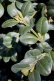 Buxus sempervirens