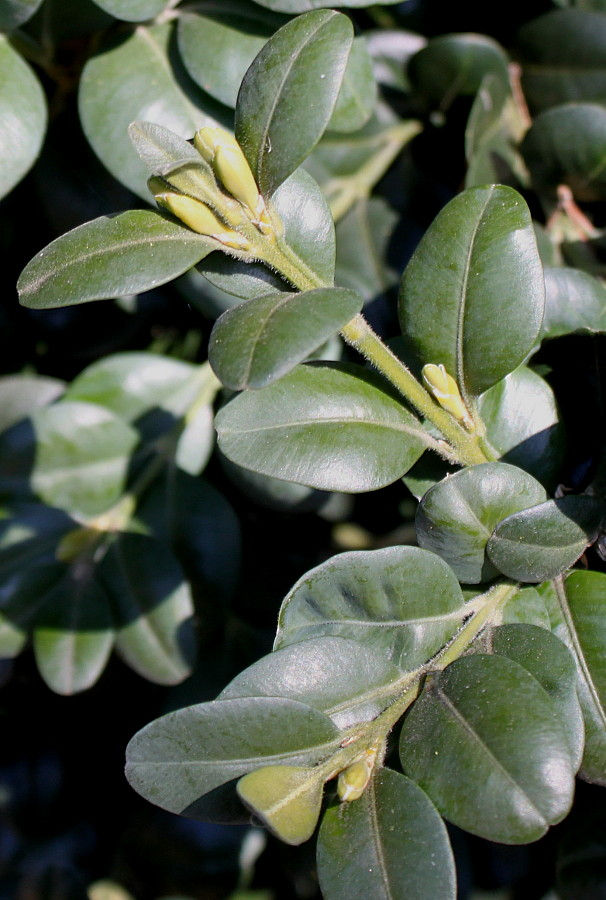 Image of Buxus sempervirens specimen.