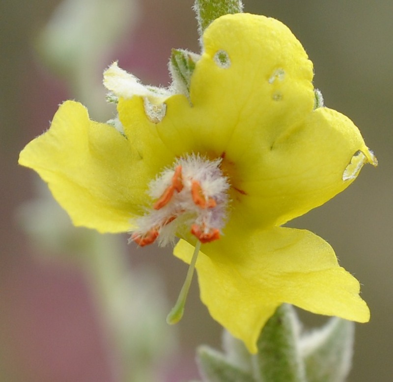 Image of Verbascum undulatum specimen.