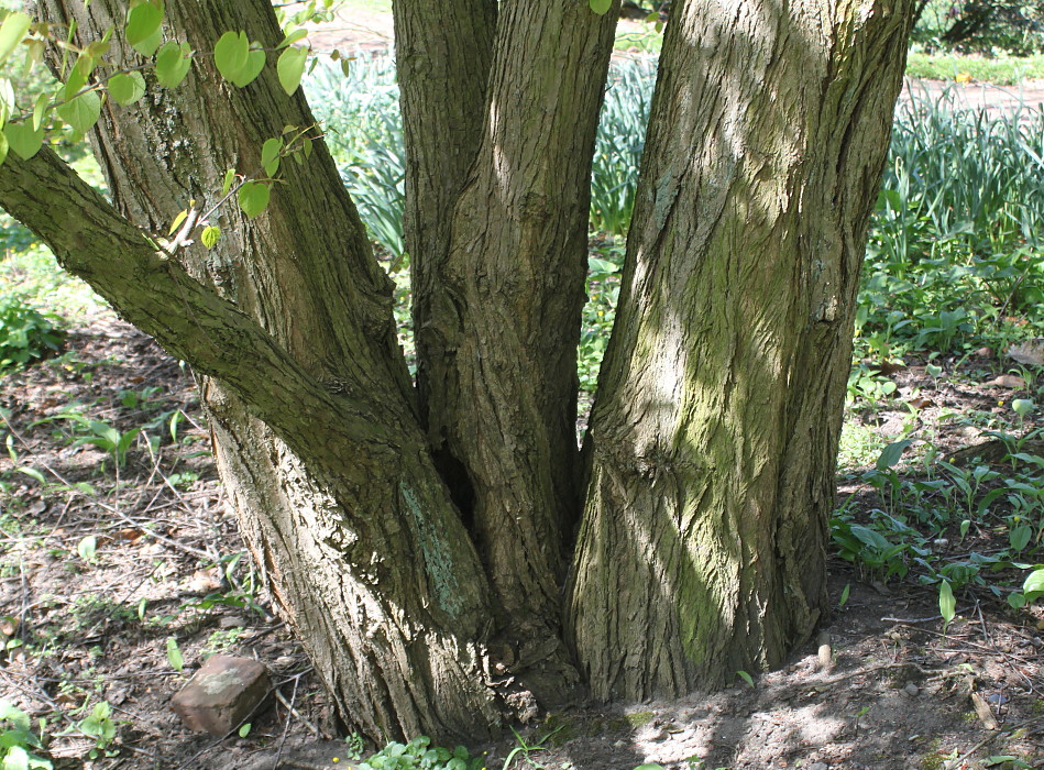 Image of Cercidiphyllum magnificum specimen.