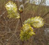 Salix cinerea