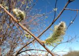 Salix gmelinii