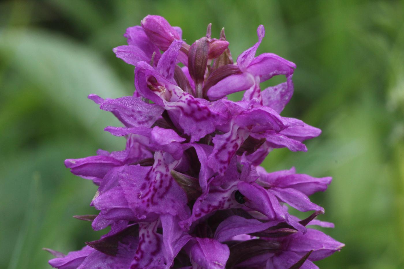 Image of Dactylorhiza euxina specimen.