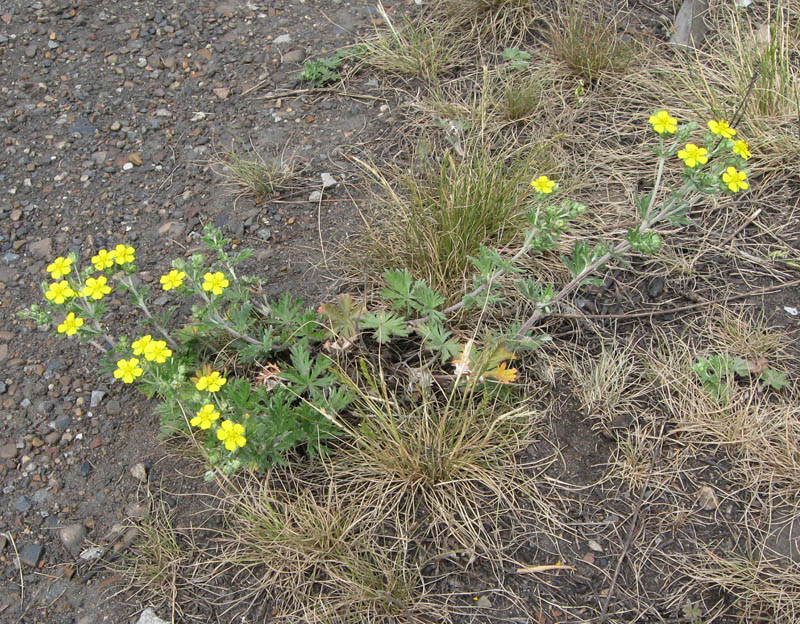 Изображение особи Potentilla argentea.