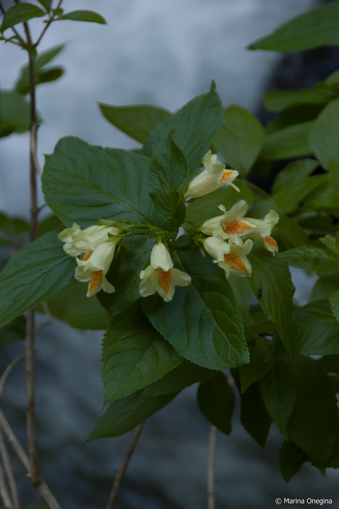 Image of Weigela middendorffiana specimen.
