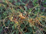 Cuscuta campestris