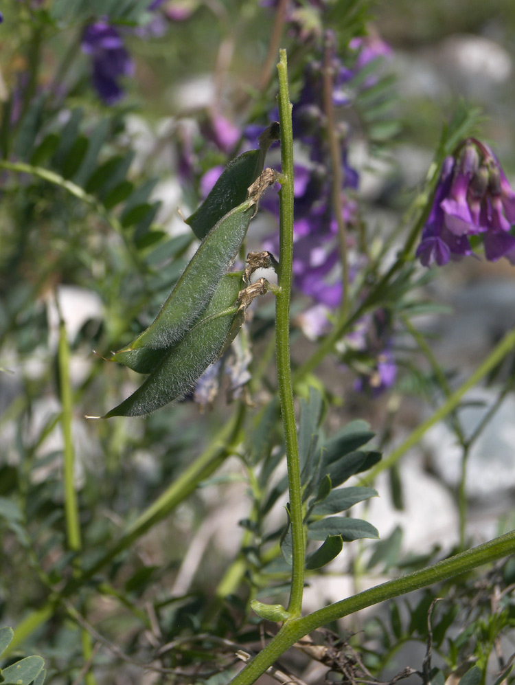 Image of Vicia sosnowskyi specimen.