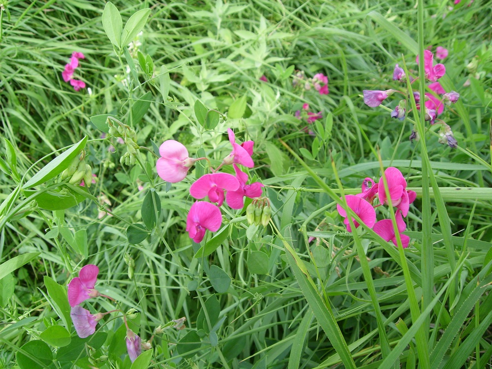 Изображение особи Lathyrus tuberosus.