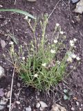 Minuartia verna