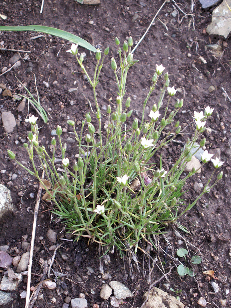 Image of Minuartia verna specimen.