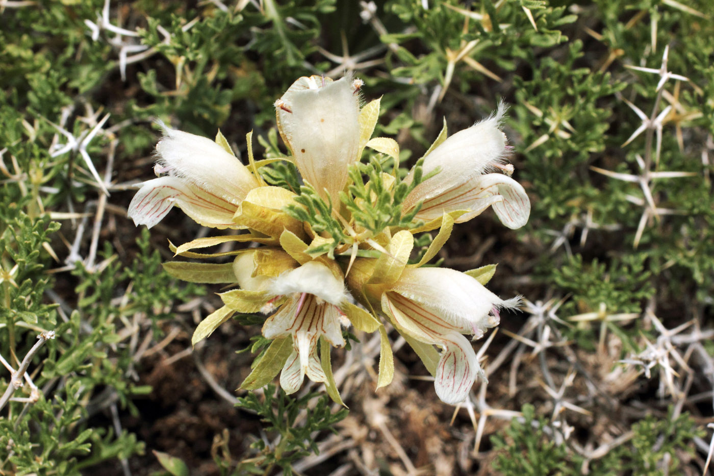 Image of Lagochilus occultiflorus specimen.