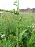 Achillea asiatica