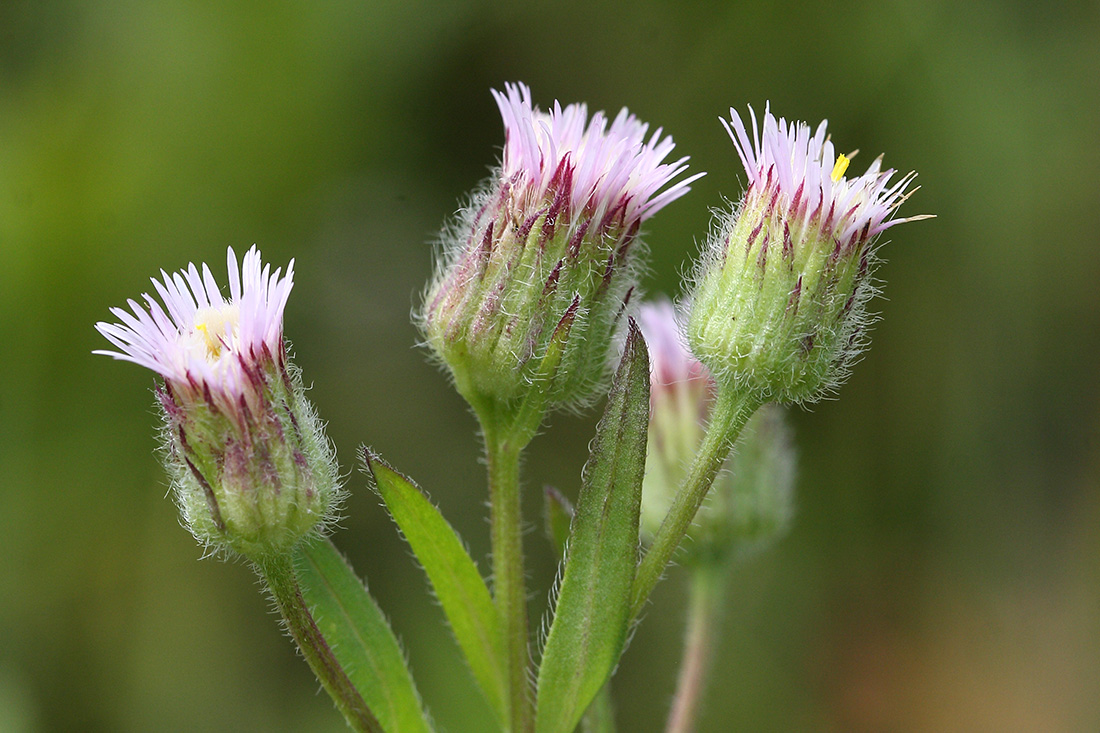 Image of Erigeron politus specimen.