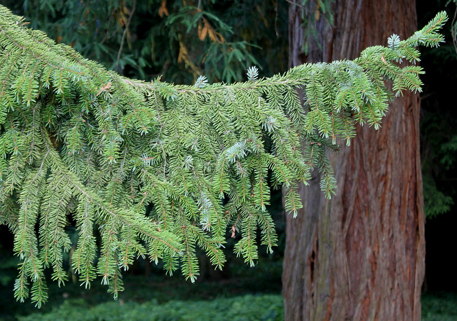 Изображение особи Picea omorika.