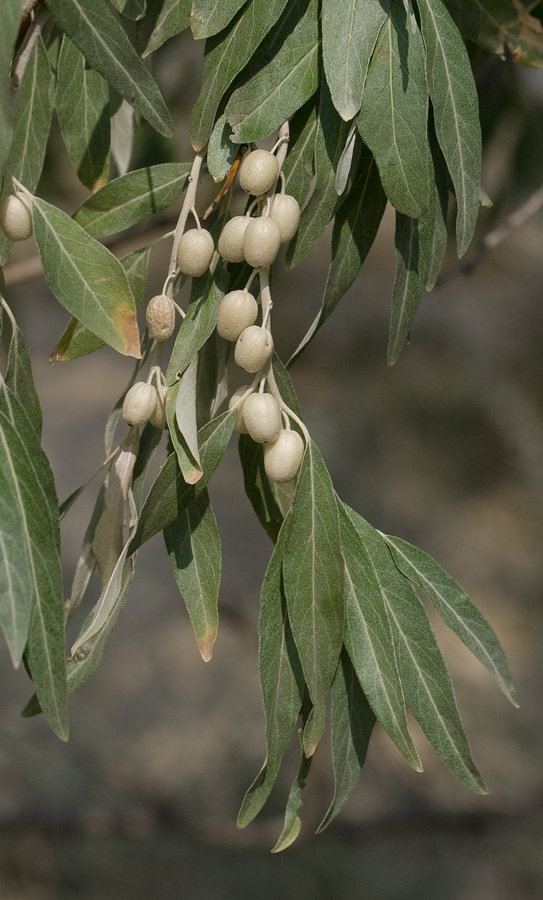 Image of Elaeagnus angustifolia specimen.