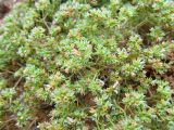 Scleranthus annuus