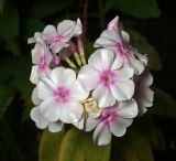Phlox paniculata. Соцветие. Московская обл., Раменский р-н, окр. дер. Хрипань, садовый участок. 22.08.2013.