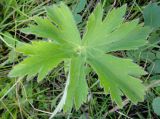 Delphinium crassifolium