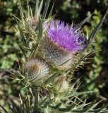 Cirsium eriophorum