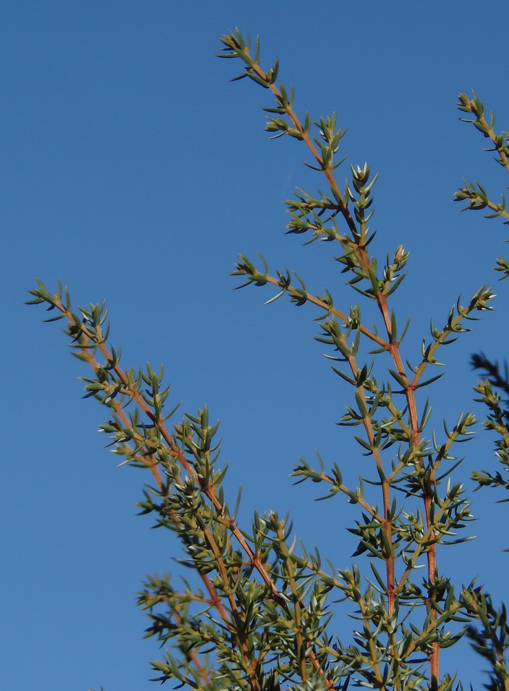 Image of Juniperus communis specimen.