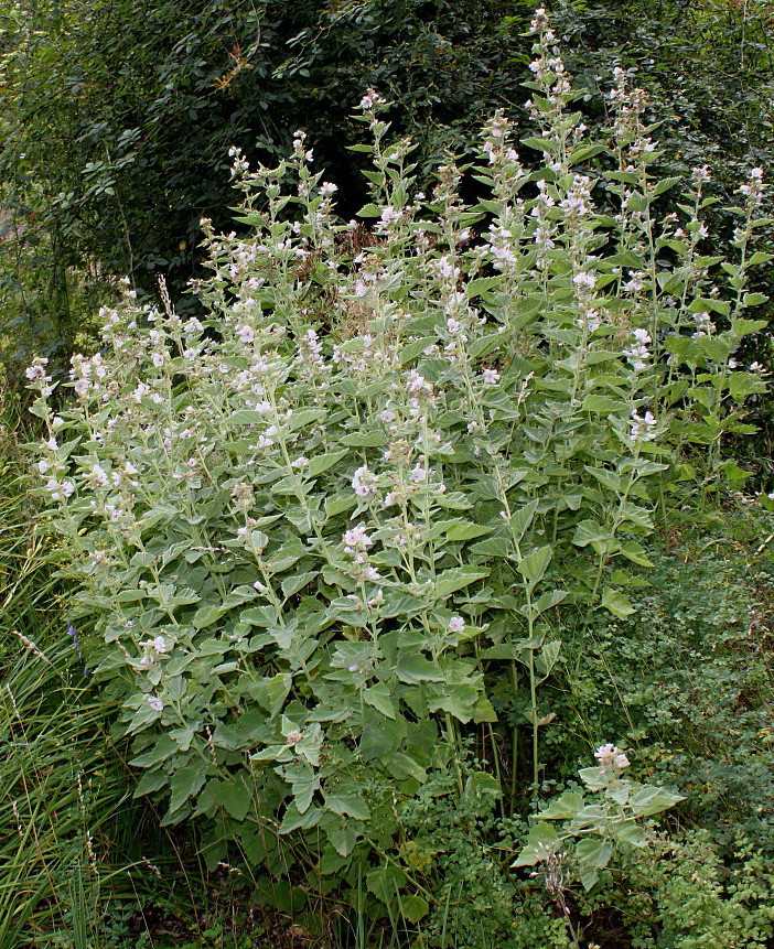 Image of Althaea officinalis specimen.